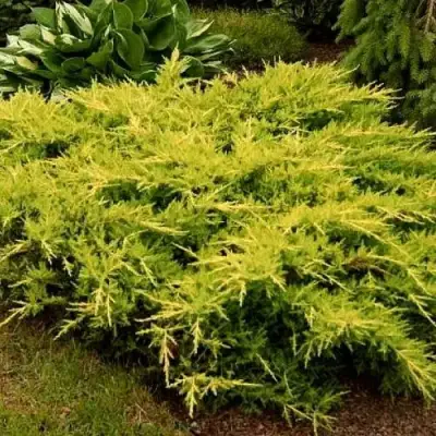 Можжевельник МОРДИГАН ГОЛД средний в Мозыре