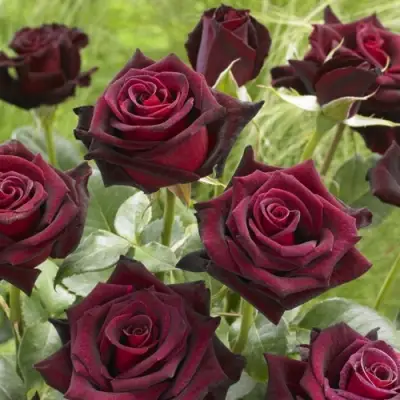 Роза БЛЭК БАККАРА чайно-гибридная в Мозыре