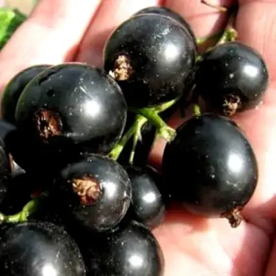 Смородина чёрная ЧЕРЕШНЁВАЯ в Мозыре