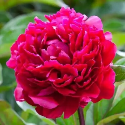 Пион МАДАМ ГОДИШО травянистый в Мозыре