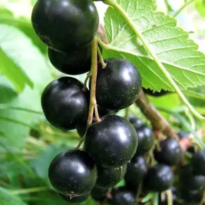 Смородина черная ЧЕРНООКАЯ в Мозыре