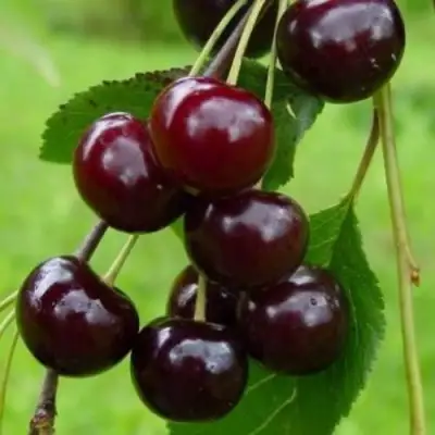 Вишня ЛАСУХА в Мозыре