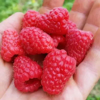 Малина ТУЛАМИН в Мозыре