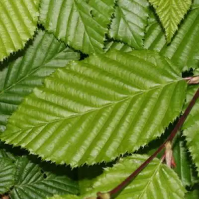 Граб японский в Мозыре