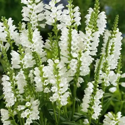 Физостегия АЛЬБА виргинская в Мозыре