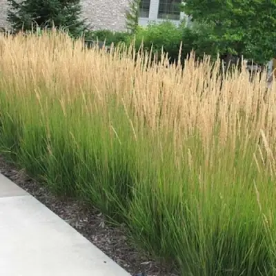 Вейник КАРЛ ФОРСТЕР остроцветковый в Мозыре