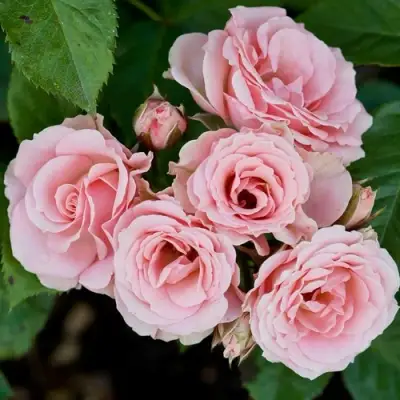 Роза КЛАССИК ЛИДИЯ спрей в Мозыре