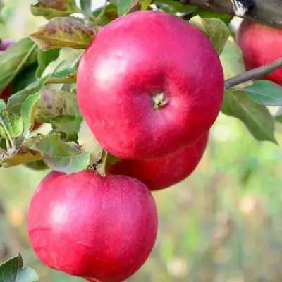 Яблоня АЙДАРЕД в Мозыре