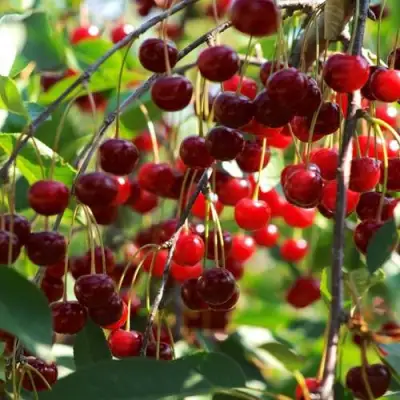 Вишня БРУСНИЦЫНА степная в Мозыре