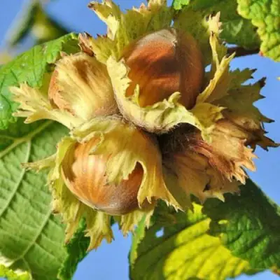 Фундук ТОНДА РОМАНА в Мозыре