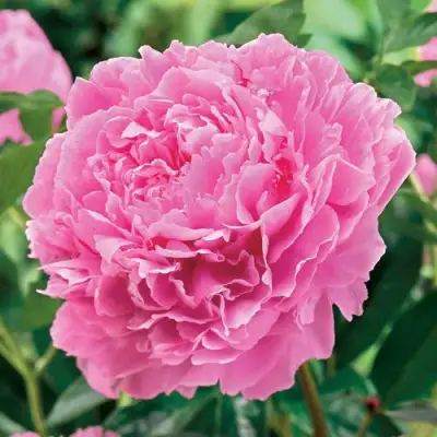 Пион МИСС ЭКХАРТ травянистый в Мозыре