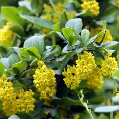 Барбарис корейский в Мозыре