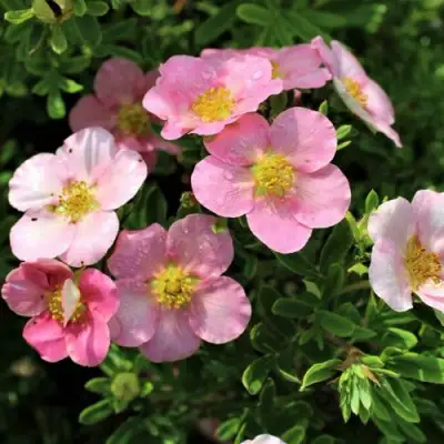 Лапчатка ЛАВЛИ ПИНК кустарниковая в Мозыре