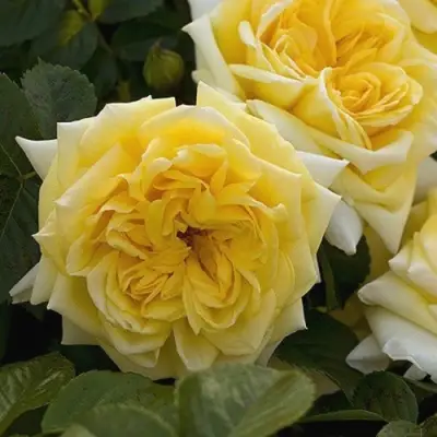 Роза НАДЯ МЕЙДИЛАНД почвопокровная в Мозыре