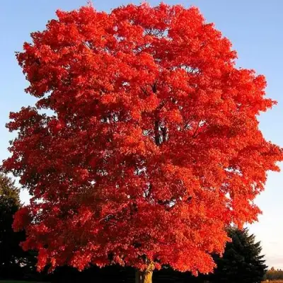 Дуб красный в Мозыре