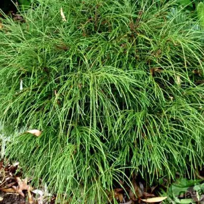 Туя ВИПКОРД складчатая в Мозыре