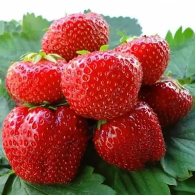 Клубника ВИМА ЗАНТА в Мозыре