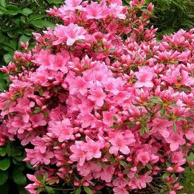 Азалия РОКОКО японская в Мозыре