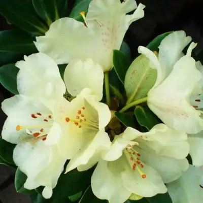 Рододендрон ГОЛДКРОН в Мозыре