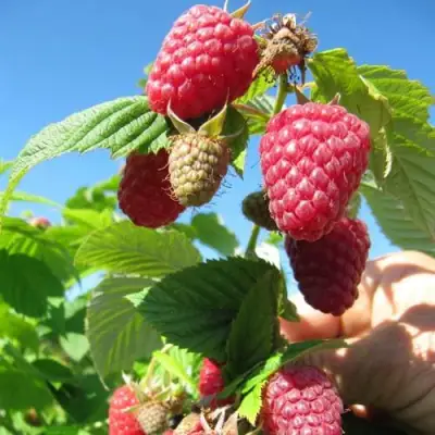 Малина ЕВРАЗИЯ в Мозыре