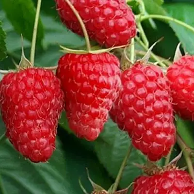 Малина КАСКАД ДЕЛАЙТ в Мозыре