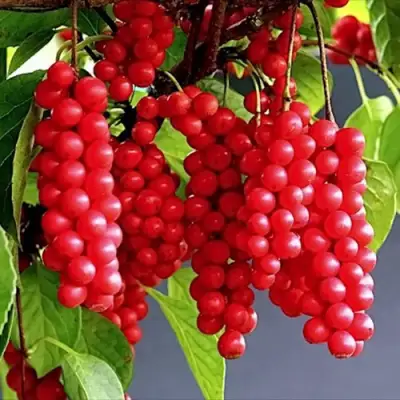 Лимонник САДОВЫЙ 1 китайский  в Мозыре