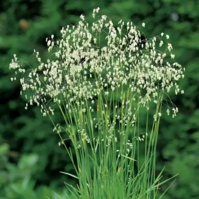 Трясунка средняя в Мозыре