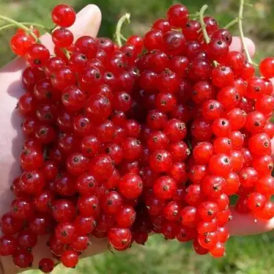 Смородина красная РЕД ПУЛ в Мозыре