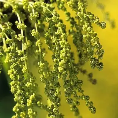 Дуб скальный в Мозыре