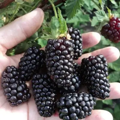 Ежевика ЛОХ НЕСС бесшипная  в Мозыре