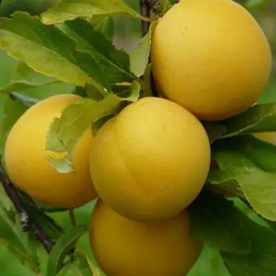 Слива СОЛНЫШКО в Мозыре