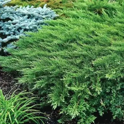 Можжевельник РОКЕРИ ДЖЕМ казацкий  в Мозыре