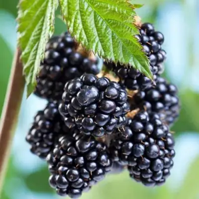 Ежевика БЛЭК САТИН бесшипная  в Мозыре