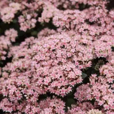 Очиток (седум) МАТРОНА в Мозыре