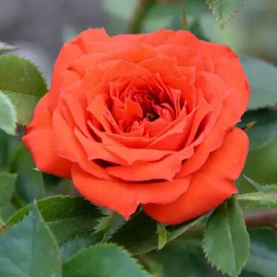 Роза ОРАНЖ ДЖЕВЕЛ миниатюрная в Мозыре