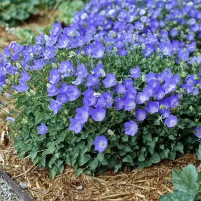 Колокольчик САНТА карпатский в Мозыре