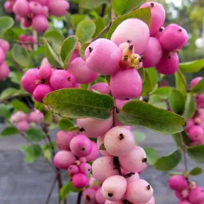 Снежноягодник ФИЕСТА БЕРРИ доренбоза в Мозыре