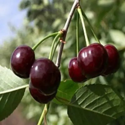 Вишня ВЛАДИМИРСКАЯ в Мозыре