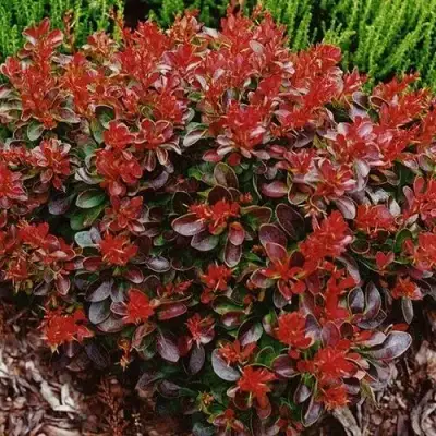 Барбарис КАРМЕН тунберга в Мозыре