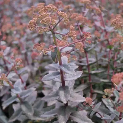 Очиток (седум) РЭЙН КСЕНОКС видный в Мозыре