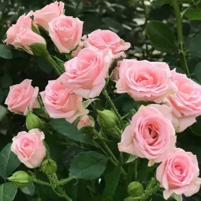 Роза КЛАССИК ЛИДИЯ спрей в Мозыре