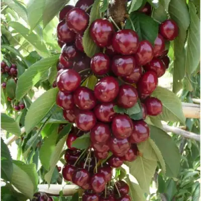 Вишня КОРОЛЕВА колонновидная в Мозыре