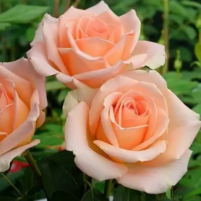 Роза ВЕРСИЛИЯ чайно-гибридная в Мозыре