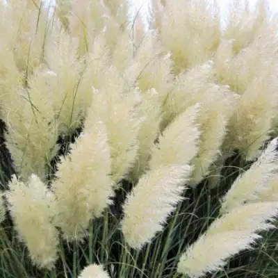 Кортадерия белая (пампасная трава) в Мозыре