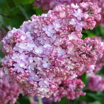 Сирень ПАМЯТЬ О ВЕХОВЕ в Мозыре