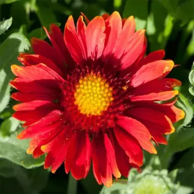 Гайлардия АРИЗОНА РЕД ШЕЙДС в Мозыре