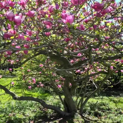 Магнолия СУЛАНЖА в Мозыре