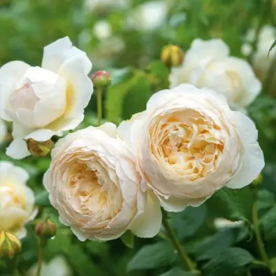 Роза КЛЭР ОСТИН английская в Мозыре