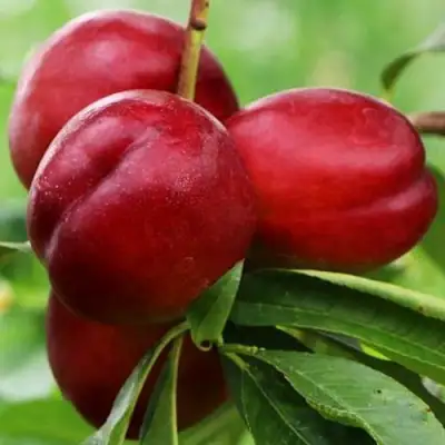 Нектарин КРЫМЧАНИН в Мозыре