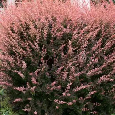 Барбарис РОУЗ ГЛОУ тунберга в Мозыре